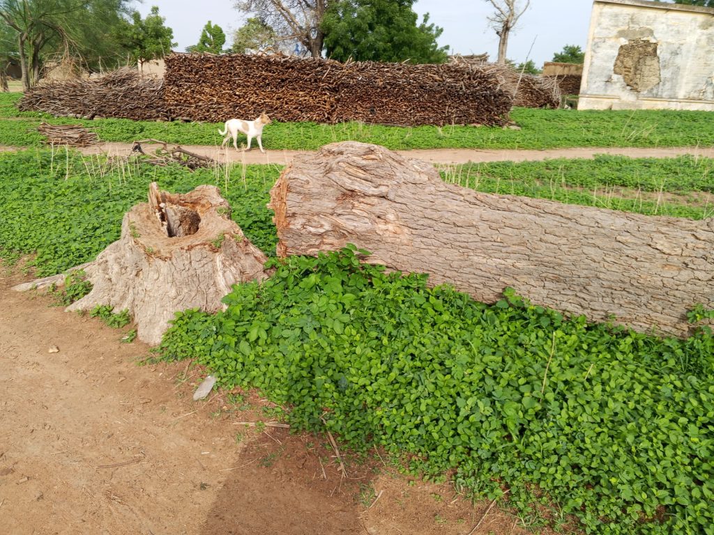 Bois d’énergie et désertification au Mali : une spirale écologique incontrôlée