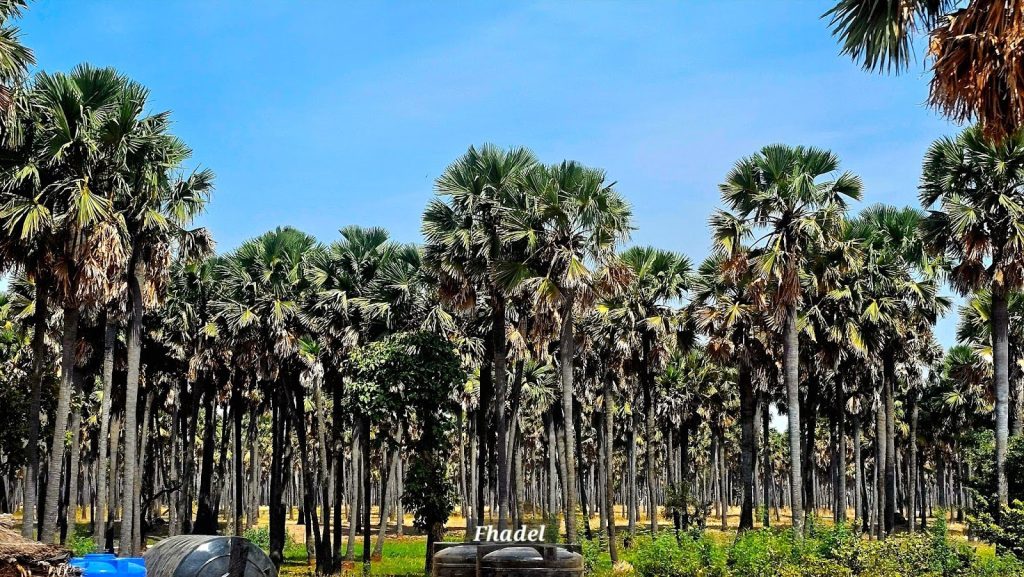 Au Niger, la régénération du rônier défie le désert